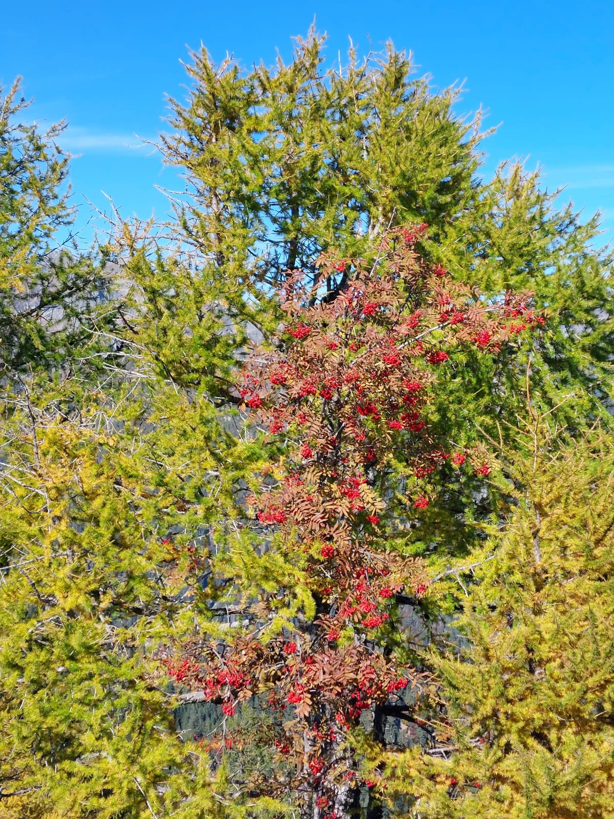 Albero autunnale